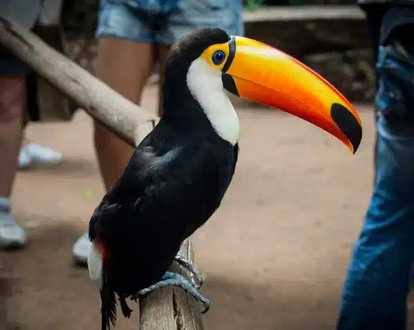 Dia Estadual amplia conscientização contra o tráfico de animais silvestres em Sergipe