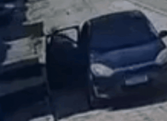 Polícia Civil indicia dois homens por maus-tratos após abandono de filhotes de gatos em Aracaju