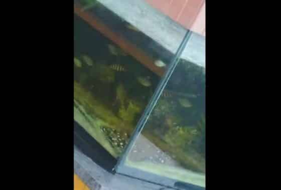 Polícia Civil indicia proprietário e administrador de foodpark em Aracaju por maus-tratos a animais