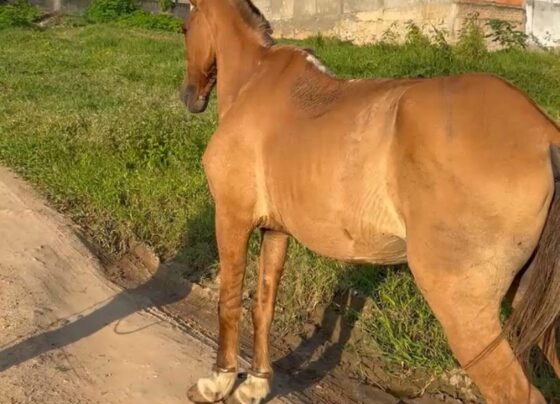 Polícia Civil resgata cavalo em situação de maus-tratos em Lagarto – RO Acontece