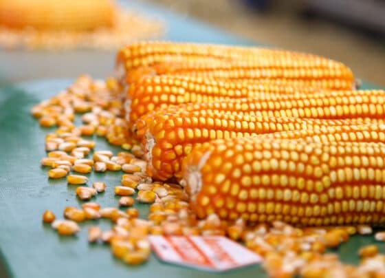 Produção agrícola de Sergipe segue a tendência de aumento para  2025 – FaxAju
