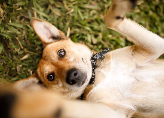RioMar Aracaju promove o primeiro encontro de cães Caramelo, neste sábado – FaxAju