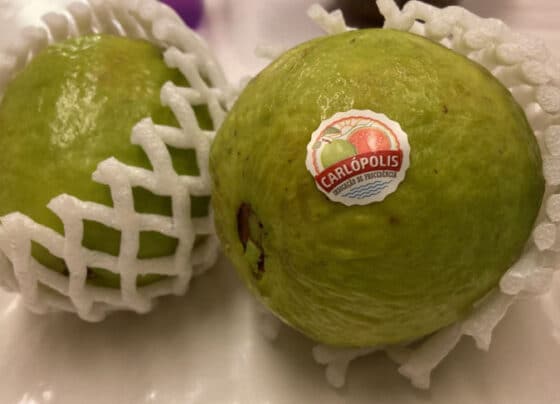 Sebrae leva empreendedores rurais para uma das maiores feiras de fruticultura do mundo | ASN Nacional