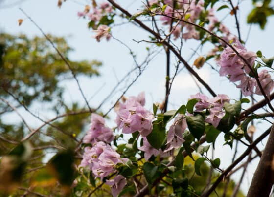Primavera em Sergipe terá temperaturas acima da média e possibilidade de ventanias