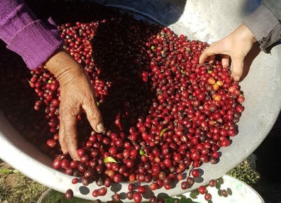 Café Arábica de Nova Alta Paulista conquista a 143ª Indicação Geográfica brasileira | ASN Nacional
