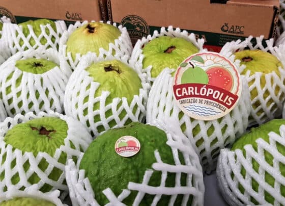 Na Espanha, goiaba de Carlópolis abre mercados e atrai novos compradores | ASN Nacional