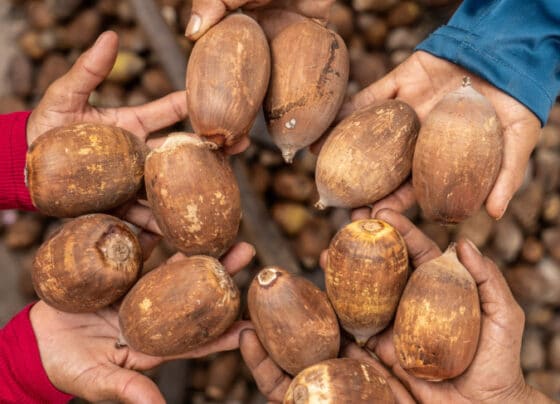 Bioeconomia e sustentabilidade: agenda do Sebrae na COP30 traz os pequenos negócios para o centro da discussão | ASN Nacional