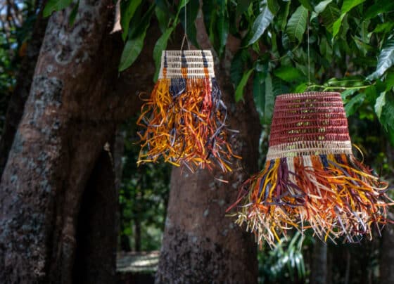 Design que nasce da floresta | ASN Nacional