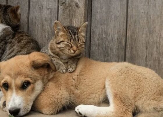 Lei define normas de proteção e bem-estar animal em Sergipe