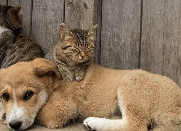 Lei define normas de proteção e bem-estar animal em Sergipe