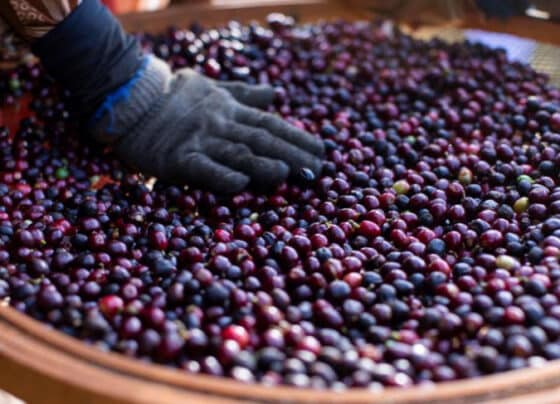 Líder em Indicações Geográficas, café brasileiro prova não ser apenas uma commodity | ASN Nacional
