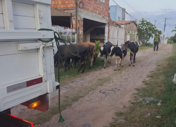 Polícia Militar retira animais soltos de rodovias estaduais em operação do feriado prolongado – P.M.S.E.
