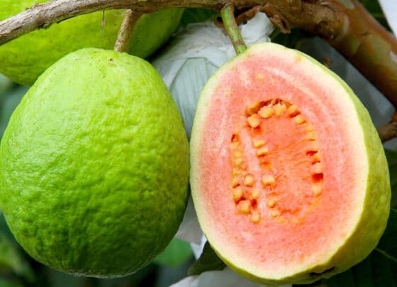 Produtores de goiaba de Carlópolis realizam a primeira exportação direta para Europa | ASN Nacional