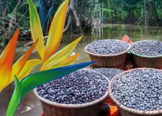 Resiliência climática e economia circular são temas de publicações do Sebrae lançadas na COP30 | ASN Nacional