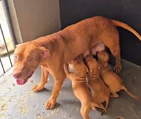 Casal de cães e seis filhotes vítimas de maus-tratos são resgatados em Aracaju; tutor foi preso em flagrante