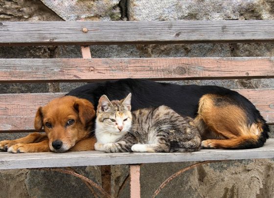 Combate ao abandono de animais é destaque da Campanha Dezembro Verde