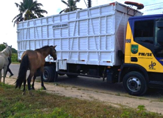 PMSE recolhe mais de 360 animais soltos nas rodovias estaduais em 2025 – P.M.S.E.