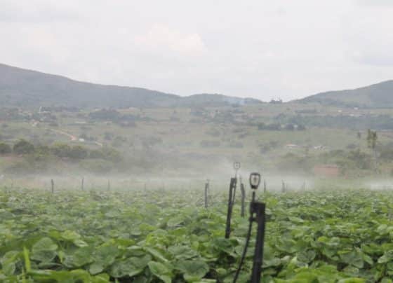Perímetro irrigado de Itabaiana produz alimentos doados para 600 famílias em Santa Rosa de Lima – RO Acontece