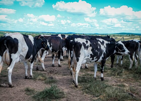 Produção pecuária de Sergipe avança e impulsiona alta histórica no mercado de seguros rurais