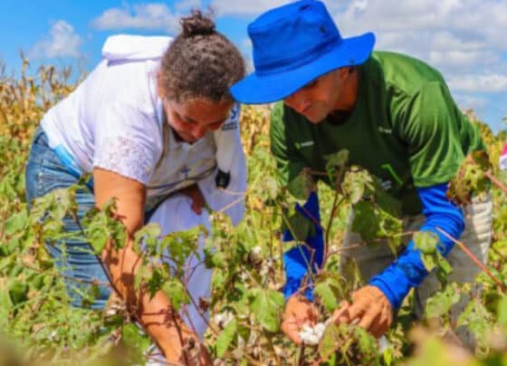 Projeto AgroSertão impulsiona renda de casal agricultor com algodão agroecológico e produtos artesanais no RN | ASN Nacional