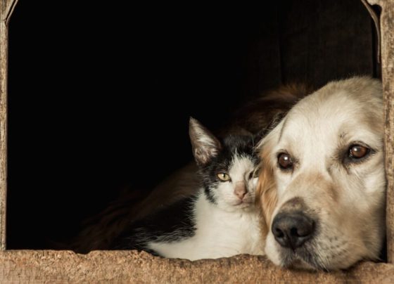 Projeto cria programa estadual de apoio a protetores independentes e ONGs de proteção animal – RO Acontece