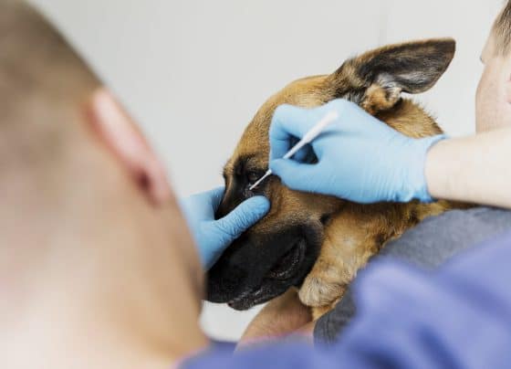 Agora é Lei: Sergipe institui notificação compulsória de casos de esporotricose em animais