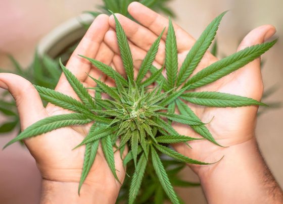 Anvisa discute nesta quarta regras para a produção de cannabis no país
