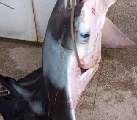 Arraia gereba gigante é capturada no estuário do rio Vaza-Barris; assista