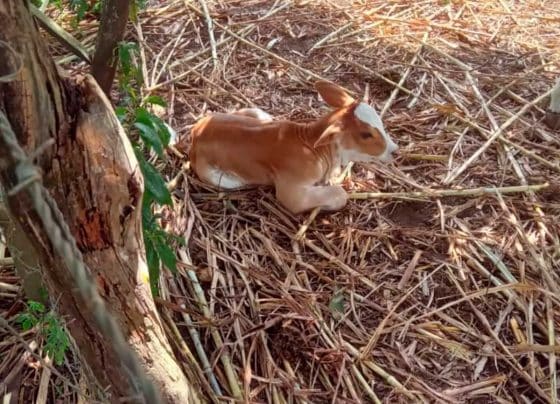 Bezerra de quatro dias morre após suspeita de violência sexual em Riachão do Dantas