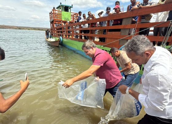 Codevasf solta 170 mil peixes nativos no rio São Francisco em municípios sergipano – RO Acontece