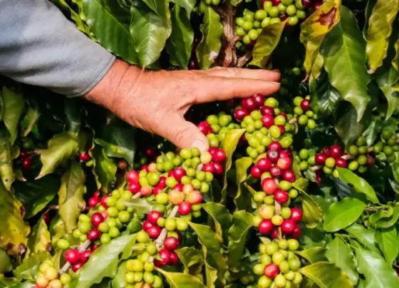 Com café da Serra de Apucarana, Paraná conquista a segunda Indicação Geográfica neste mês | ASN Nacional