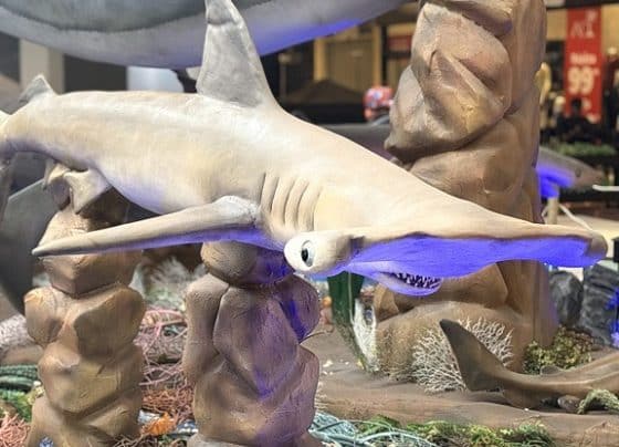 Fundação Mamíferos Aquáticos promove visitas guiadas à exposição “Sharks & Cia”