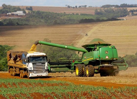 Milho bate safra recorde em Sergipe em 2025, aponta IBGE – RO Acontece