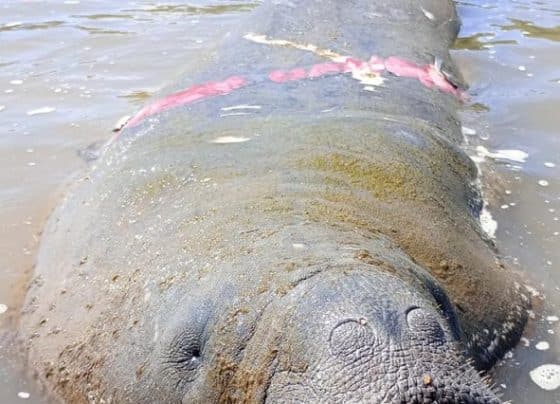 O Projeto Viva o Peixe-Boi-Marinho mobiliza moradores e visitantes da Praia do Saco para evitar molestamento ao Peixe-Boi-Marinho “Astro”