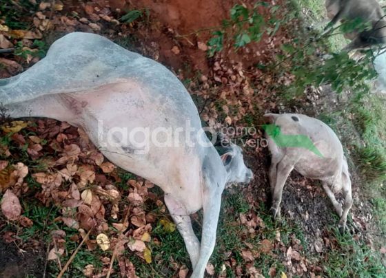 Queda de raio mata cabeças de gado na zona rural de Lagarto