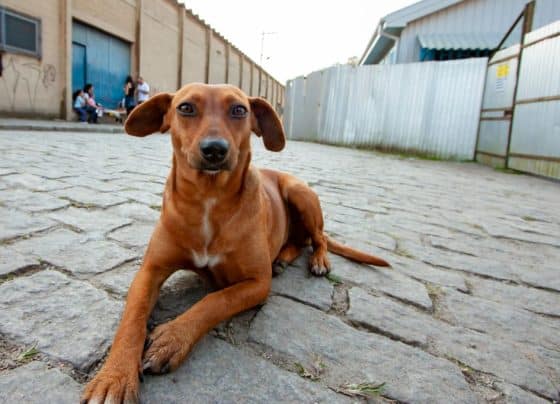 São Paulo tem serviço online para denunciar maus-tratos contra animais