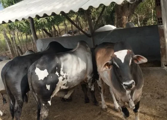 Agricultores familiares de Sergipe ampliam contratações com Agroamigo – RO Acontece