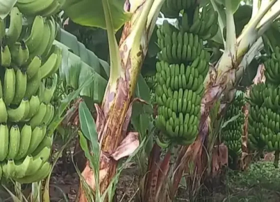 Banana de Bom Jesus da Lapa (BA) conquista IG e amplia oportunidades para produtores locais | ASN Nacional