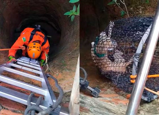 Cachorro é resgatado após cair em cisterna de sete metros no povoado Brejo, em Lagarto