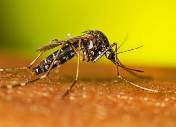 Chikungunya: veja como se proteger da doença