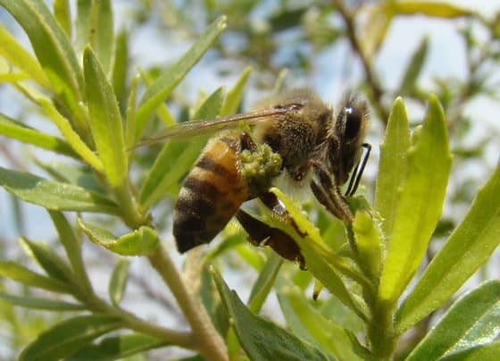 Compostos de própolis verde mostram potencial contra doenças neurodegenerativas​