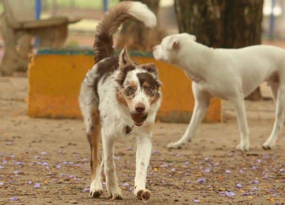 Exposição a multidões no carnaval traz riscos à saúde dos animais