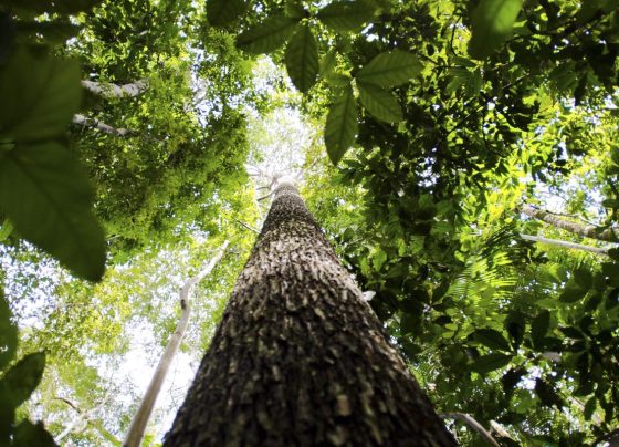 Governo avalia editar decreto sobre licenciamento ambiental