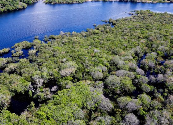 Governo lança edital para combate ao desmatamento na Amazônia