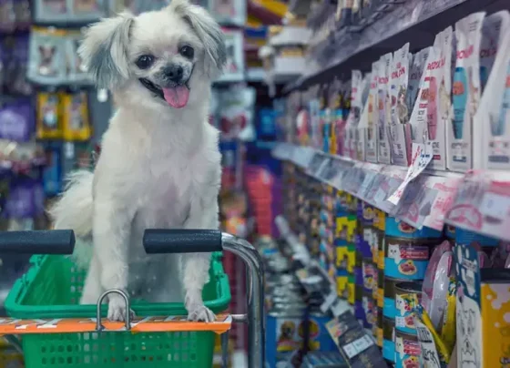Nos últimos dois anos, abertura de pequenos negócios do mercado pet cresceu 22% no país | ASN Nacional