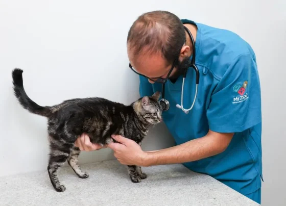 PROGRAMA AJU ANIMAL FORTALECE A REDE DE PROTEÇÃO E AMPLIA O ATENDIMENTO VETERINÁRIO EM ARACAJU – FaxAju
