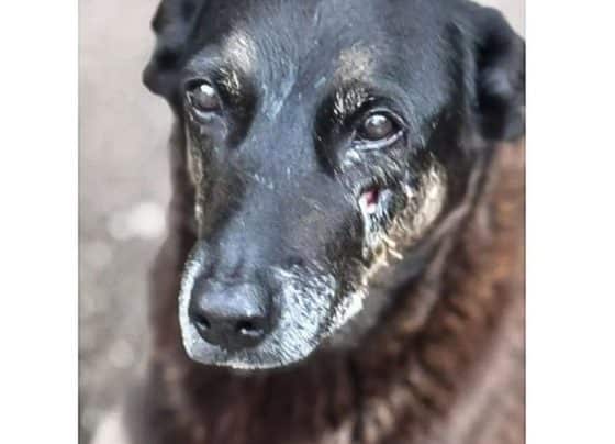 Polícia quer apreender passaporte de envolvido na morte do cão Orelha