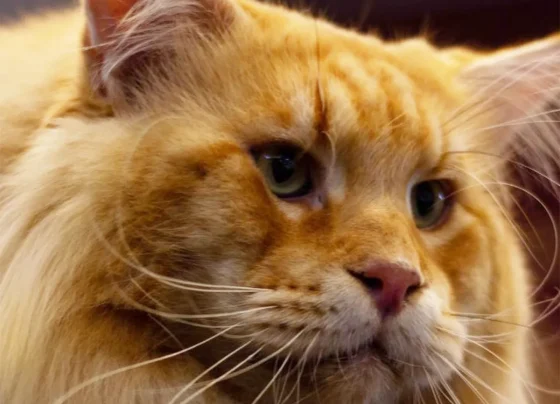 Supergatos prometem encantar o público neste fim de semana em Aracaju – FaxAju