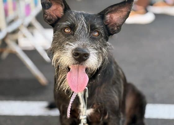 Campanha “Amigo Pet” promove adoção de cães e gatos neste sábado em Aracaju