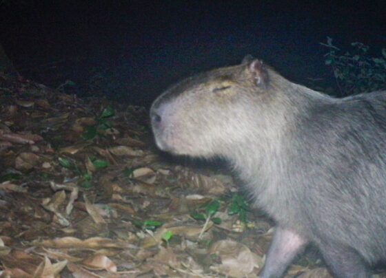 Capivara é agredida na zona norte do Rio e autores são presos